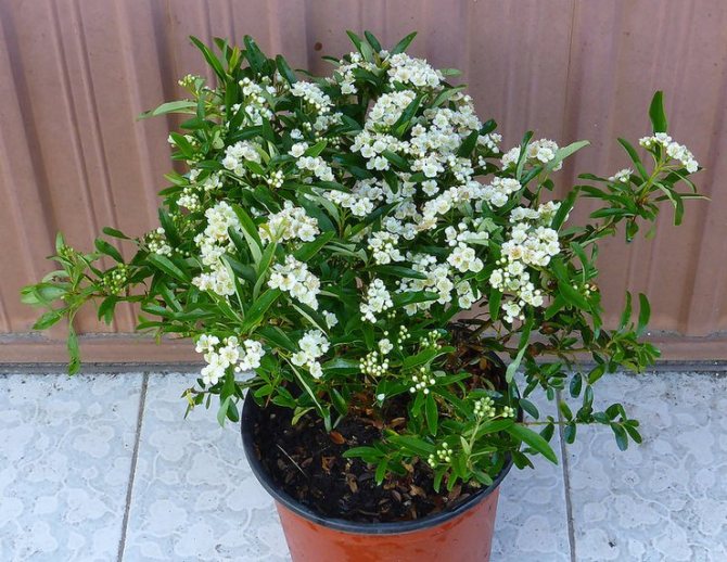 Reproduction of pyracantha