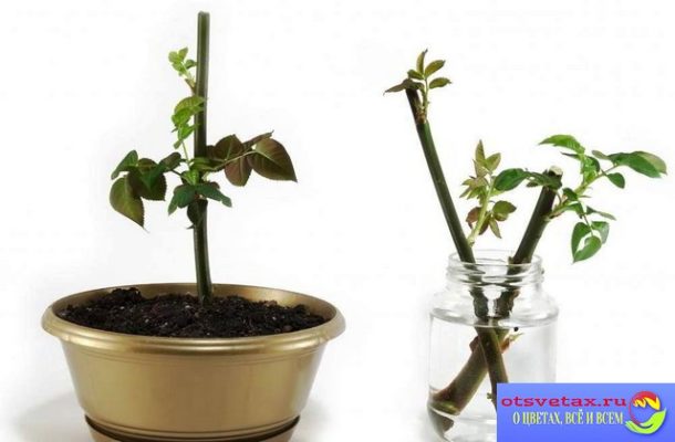 plant propagation by stem cuttings
