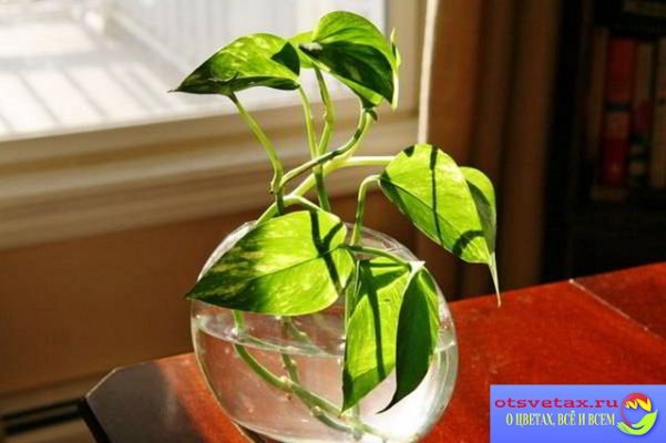 propagation of plants by cuttings in water