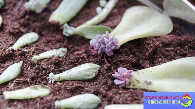 размножаване на растения чрез листни резници