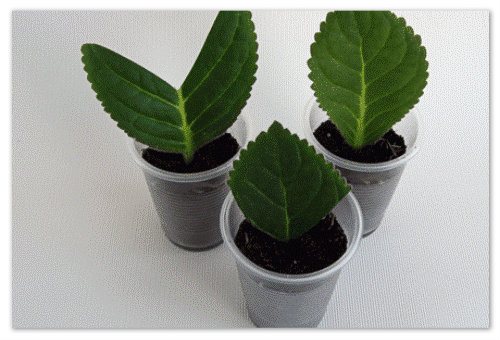 Reproduction of a gloxinia plant using a leaf