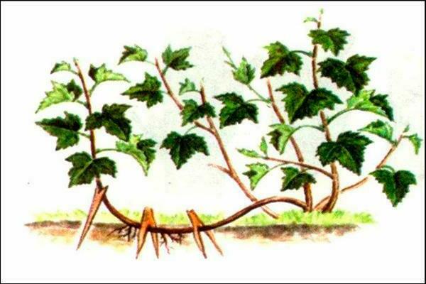 plant propagation hops vegetatively