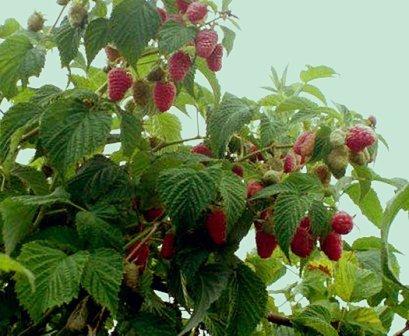 Pembiakan raspberry remontan dengan keratan pada musim luruh