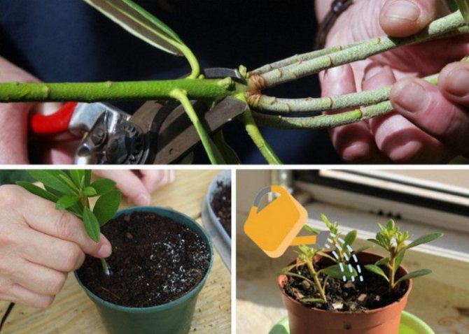 Propagation of rhododendrons by cuttings