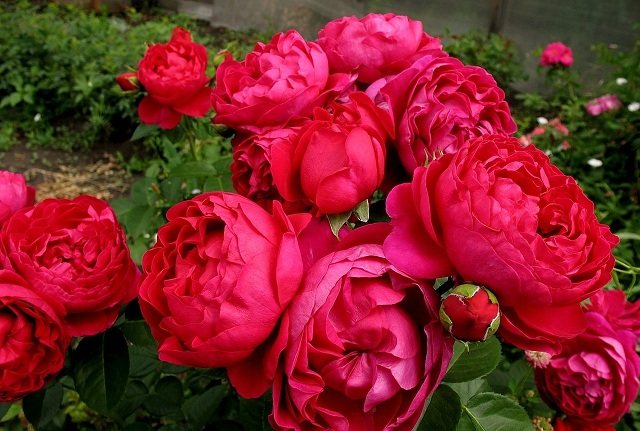 Reproduction of roses