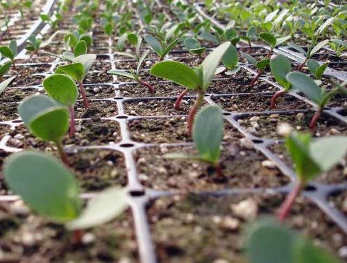 Reproduction ng hardin milkweed ng mga binhi