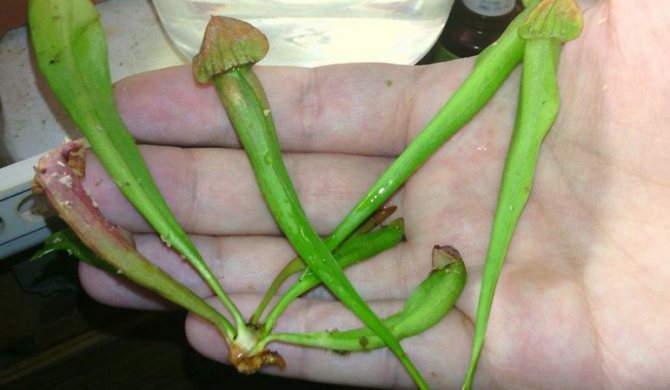 Reproduktion av sarracenia genom att dela upp växten