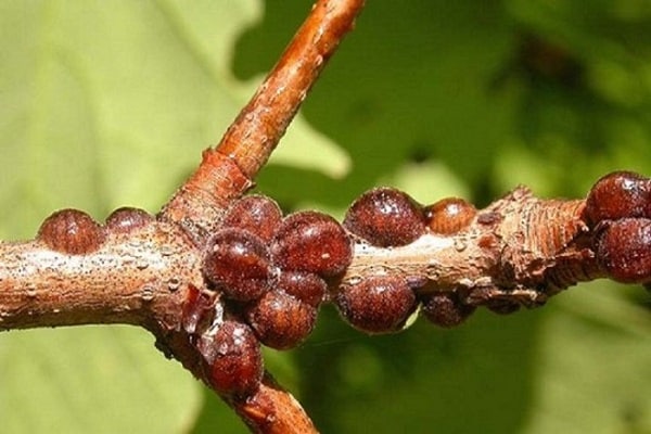 Reproduction of scale insects