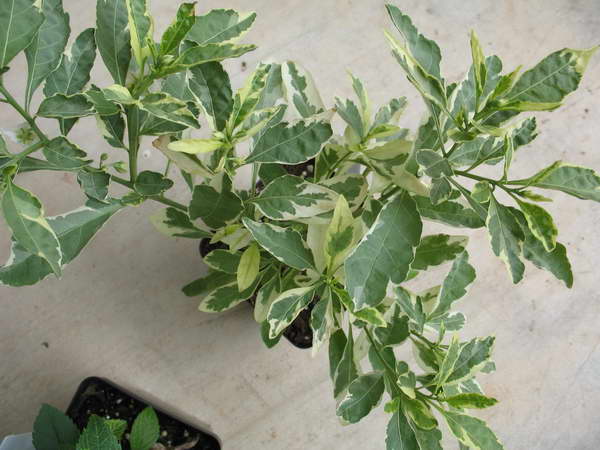 Vermehrung von Solanum durch Stecklinge Foto von bewurzelten Stecklingen