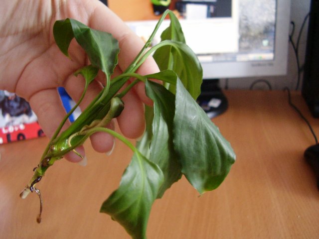 reproduction of spathiphyllum