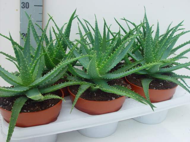 breeding agave at home