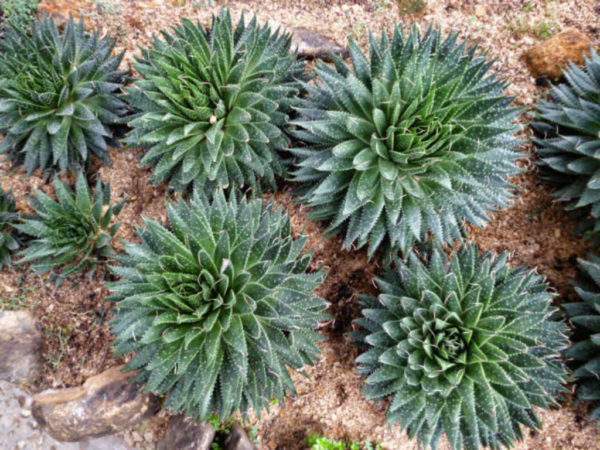breeding agave at home