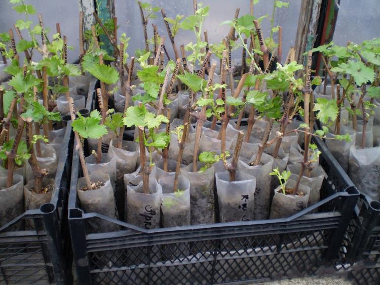 Reproduction of grapes - growing a grape bush from chubuk