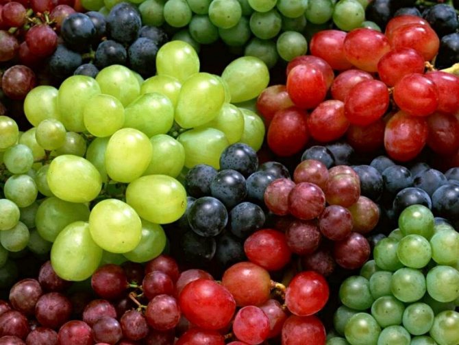 Propagation of grapes