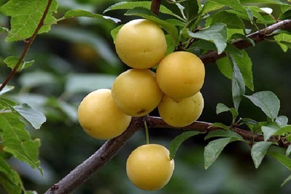 creșterea prunelor de cireș