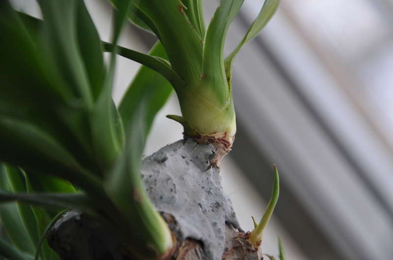 Maaari mong palaganapin ang yucca sa pamamagitan ng pinagputulan hanggang sa yugto ng aktibong paglaki.