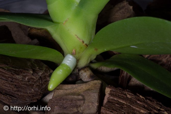 Barevný rozdíl kořenů Phalaenopsis