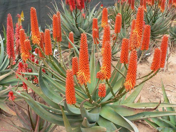 Difference between aloe and agave