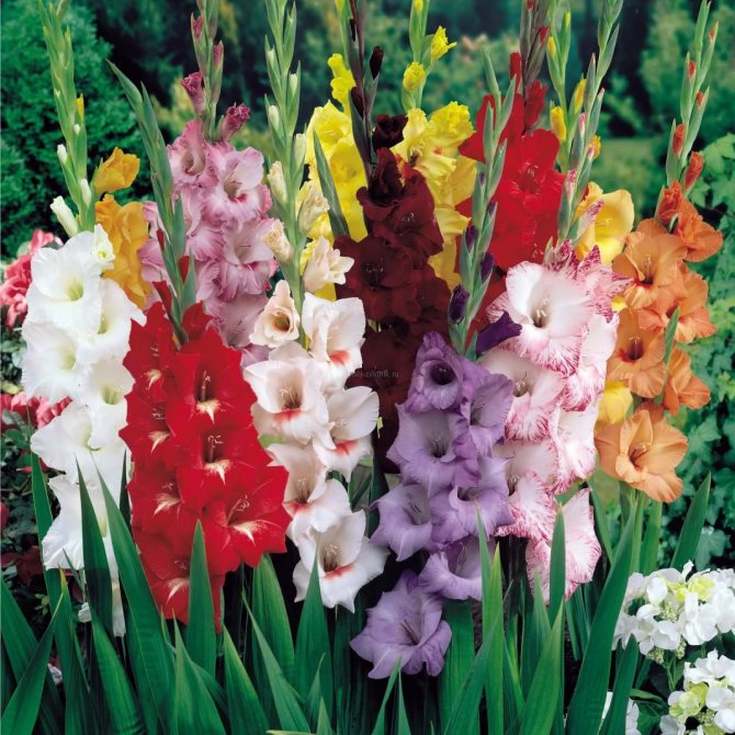 multicolored gladioli