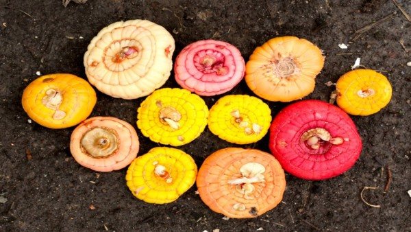 разноцветни луковици на гладиоли