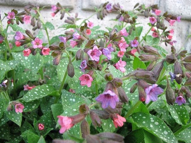 multicolored lungwort