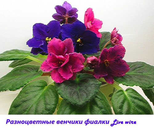 Corole multicolore de violete Sârmă vie
