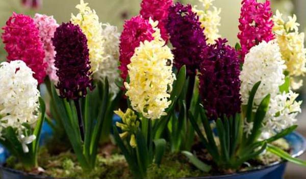 Vícebarevný hyacint