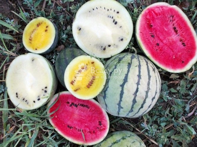 Variety of varieties of watermelons