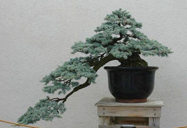 Mängd bonsai ceder