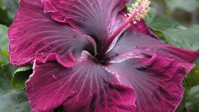 A variety of indoor hibiscus with purple double leaves