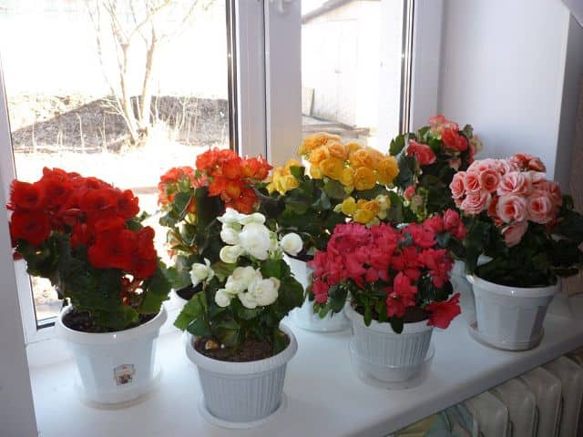 a variety of begonias
