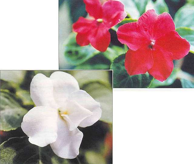 Varieties of flower Vanka wet