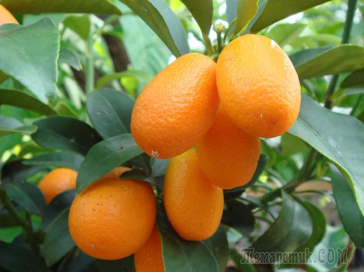 Varieties of kumquat and their description