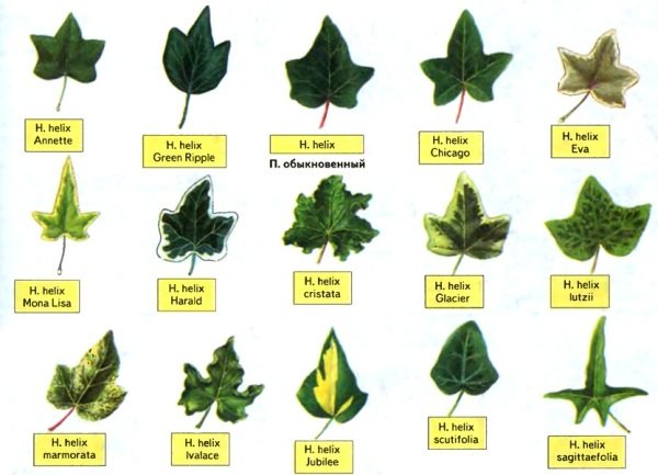 Сортове листа от обикновен градински бръшлян