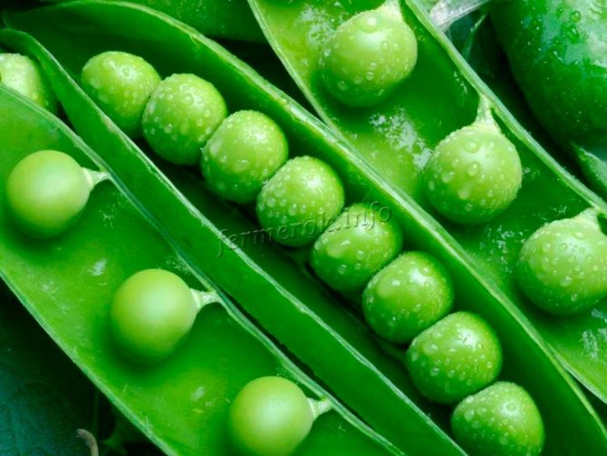 Varieties of shelling peas