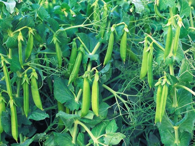 Varieties of sugar peas