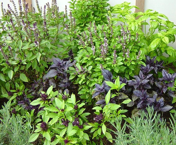 different varieties of basil at their summer cottage