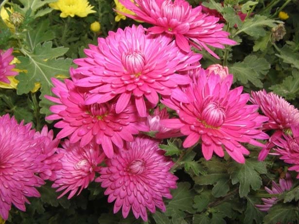 Olika sorter av koreanska krysantemum skiljer sig åt i blomningstid