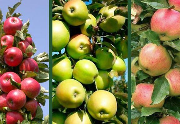 Různé odrůdy jablek