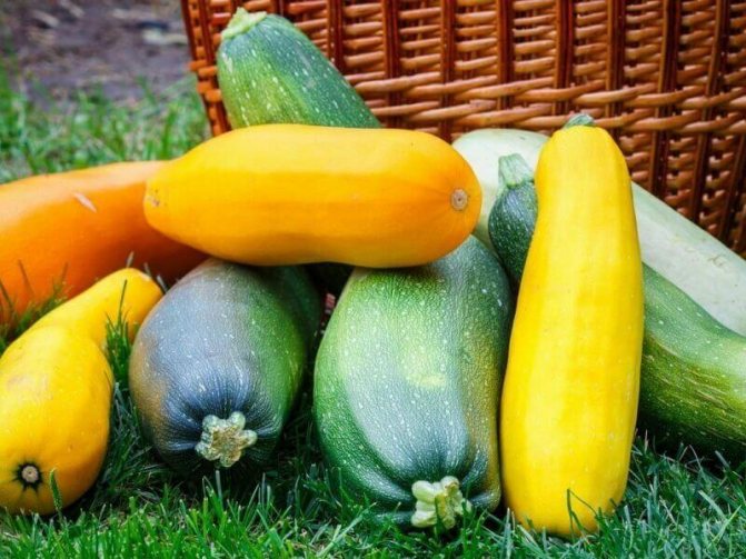 different types and varieties of zucchini