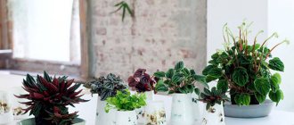 different types of peperomia at home