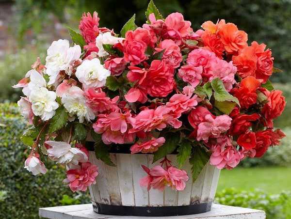 different kind of begonias