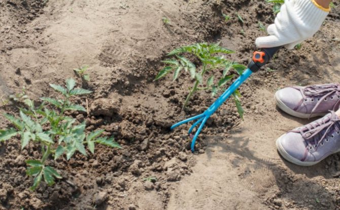Loose soil allows air and moisture to pass through better