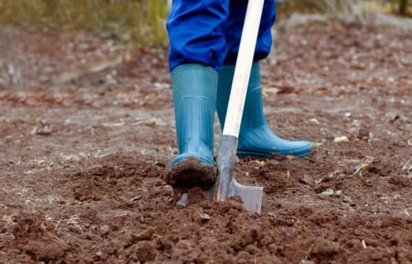 Разхлабвайки почвата, вие предотвратявате размножаването на вредители в нейните дълбини