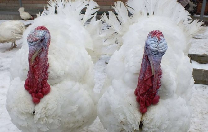 Breeding white broad-breasted turkeys
