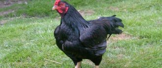 breeding broilers at home