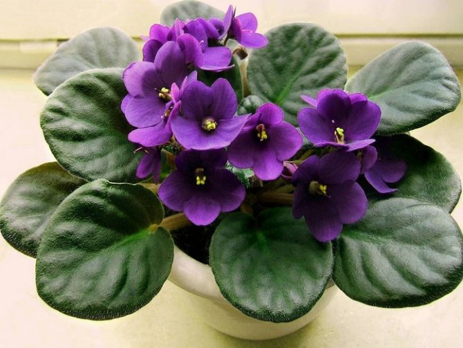 Breeding home violets