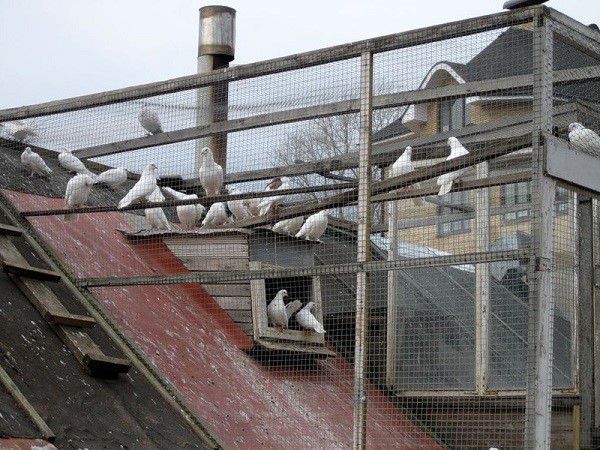 Breeding pigeons in urban settings requires special attention to the health of birds.