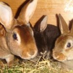 Развъждането на зайци е изгодно, но животните се нуждаят от внимателно поддържане