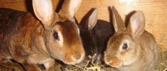 Развъждането на зайци е изгодно, но животните се нуждаят от внимателно поддържане